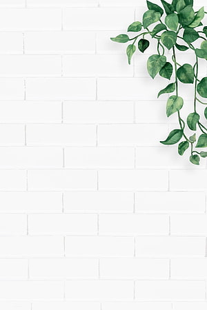 Watercolor Pothos Vine on White Brick Wall Minimalist Botanical Background HD phone wallpaper