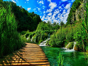 Wooden boardwalk winding through a lush green forest with a clear turquoise stream and small waterfalls HD wallpaper