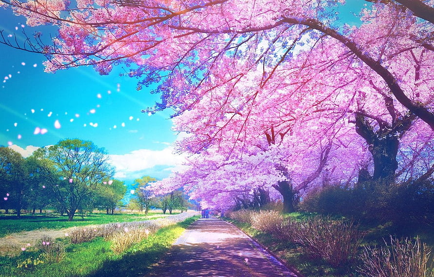 Vibrant Sakura Tree Tunnel Lining a Park Pathway Under a Bright Blue Sky HD wallpaper
