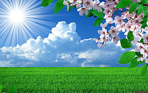 Spring Cherry Blossoms Over a Vibrant Green Meadow Under a Bright Blue Sky HD wallpaper