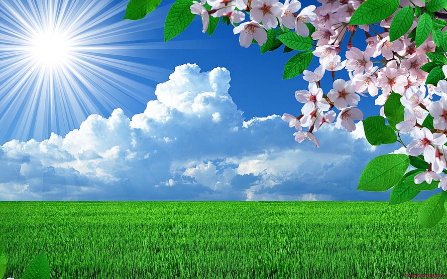 Spring Cherry Blossoms Over a Vibrant Green Meadow Under a Bright Blue Sky HD wallpaper