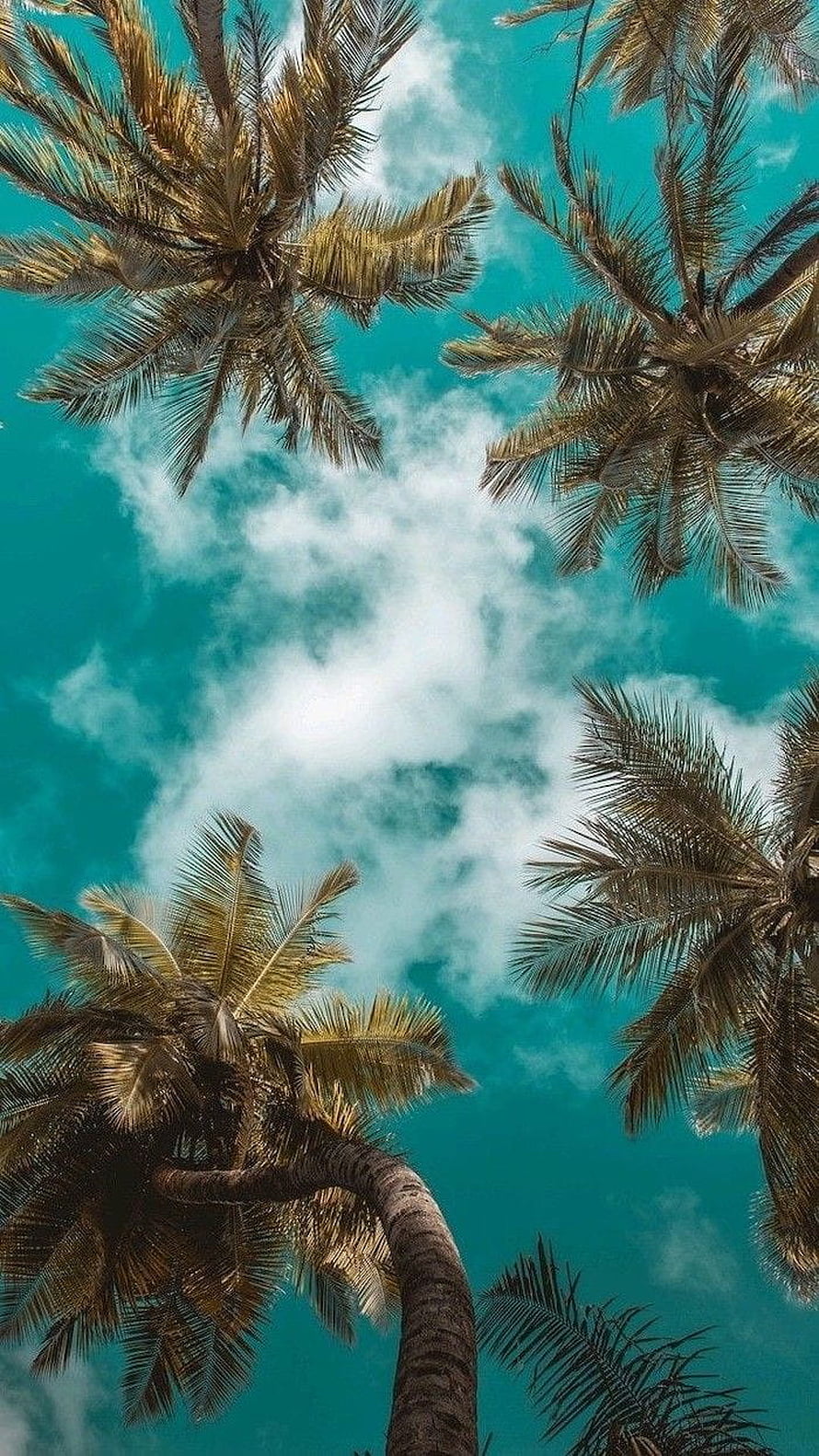 Looking Up at Tall Palm Trees Against a Turquoise Sky with White Clouds HD phone wallpaper