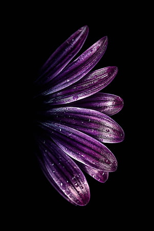 Purple Daisy Petals with Water Droplets on Black Background HD phone wallpaper