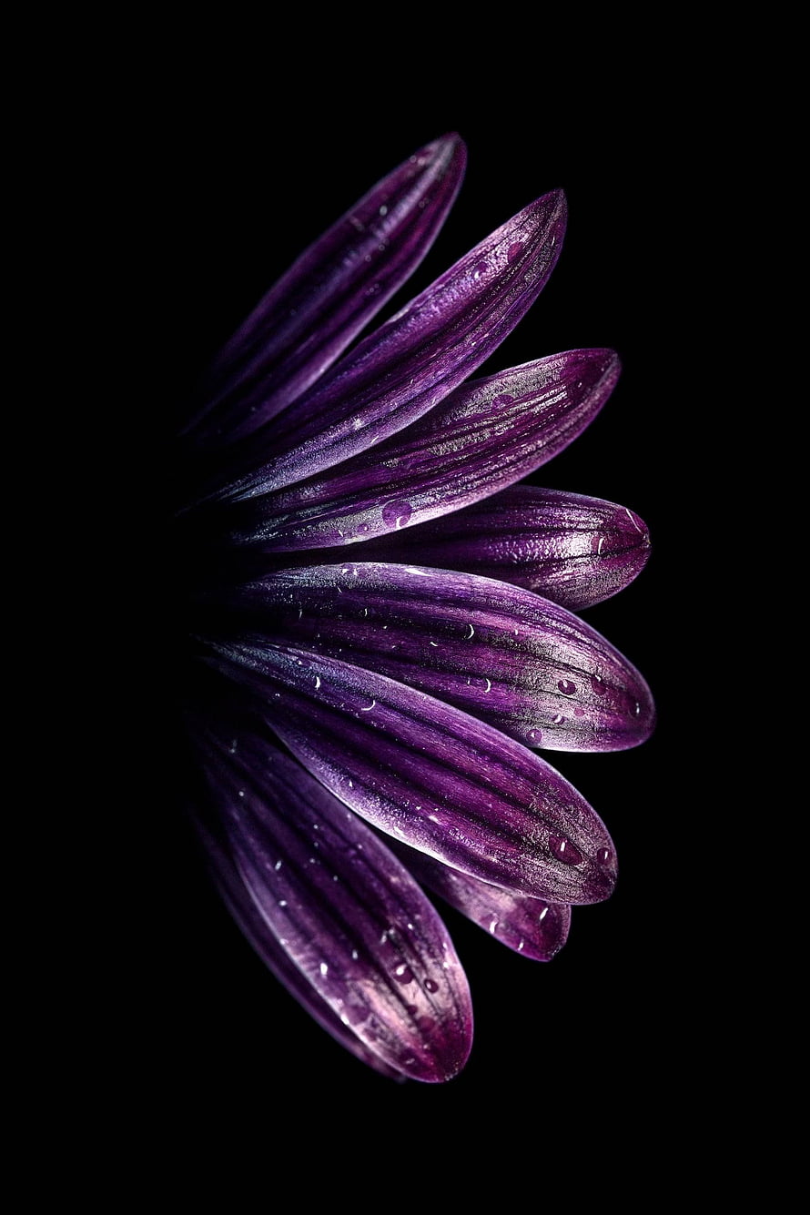 Purple Daisy Petals with Water Droplets on Black Background HD phone wallpaper