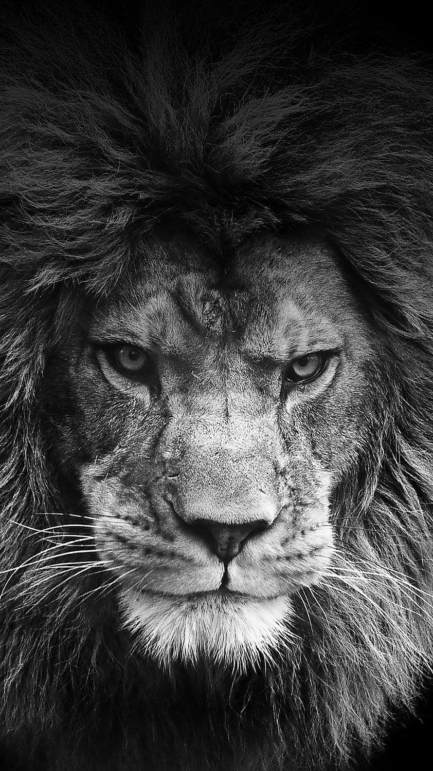 Intense Black and White Close-Up of a Male Lion's Fierce Gaze and Detailed Mane HD phone wallpaper