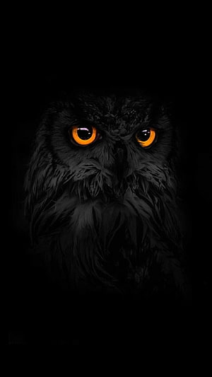 Mighty Black Owl with Glowing Amber Eyes in Dark Shadow HD phone wallpaper