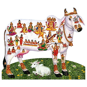 Kamadhenu Divine White Cow with Hindu Deities and Calf on Grass HD phone wallpaper