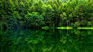 Serene Forest Lake with Perfect Reflections of Lush Green Trees HD wallpaper