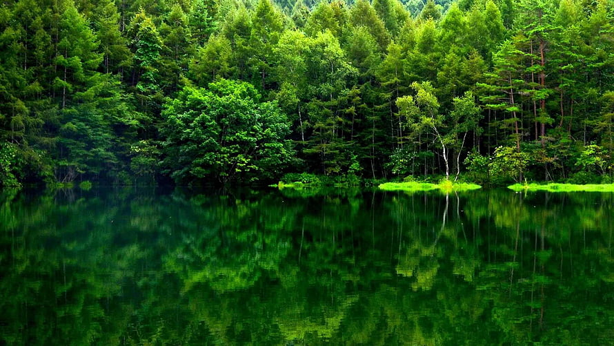 Serene Forest Lake with Perfect Reflections of Lush Green Trees HD wallpaper