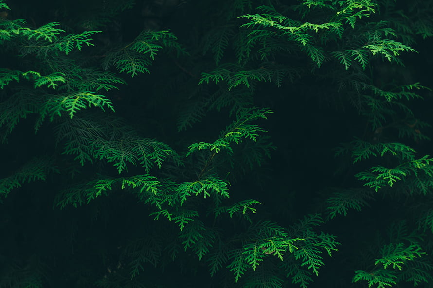 Dark Green Pine Needle Foliage Against a Deep Shadowed Forest Background HD wallpaper