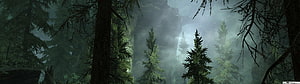 Misty Evergreen Forest with Towering Pines and Foggy Mountain Cliffs HD wallpaper