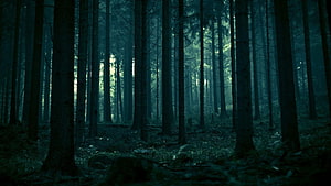 Mysterious Dark Pine Forest with Tall Trees and Misty Atmosphere HD wallpaper