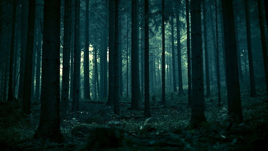 Mysterious Dark Pine Forest with Tall Trees and Misty Atmosphere HD wallpaper