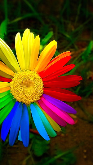 Vibrant Rainbow Daisy with Multicolored Petals and Yellow Center in a Garden Setting HD phone wallpaper