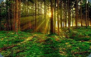 Sunlight streaming through a dense pine forest with a lush green mossy floor HD wallpaper