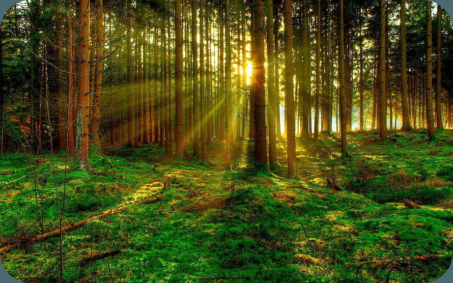 Sunlight streaming through a dense pine forest with a lush green mossy floor HD wallpaper