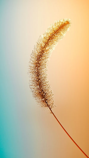 Backlit Wild Grass Seed Head Against Warm Gradient Sky HD phone wallpaper