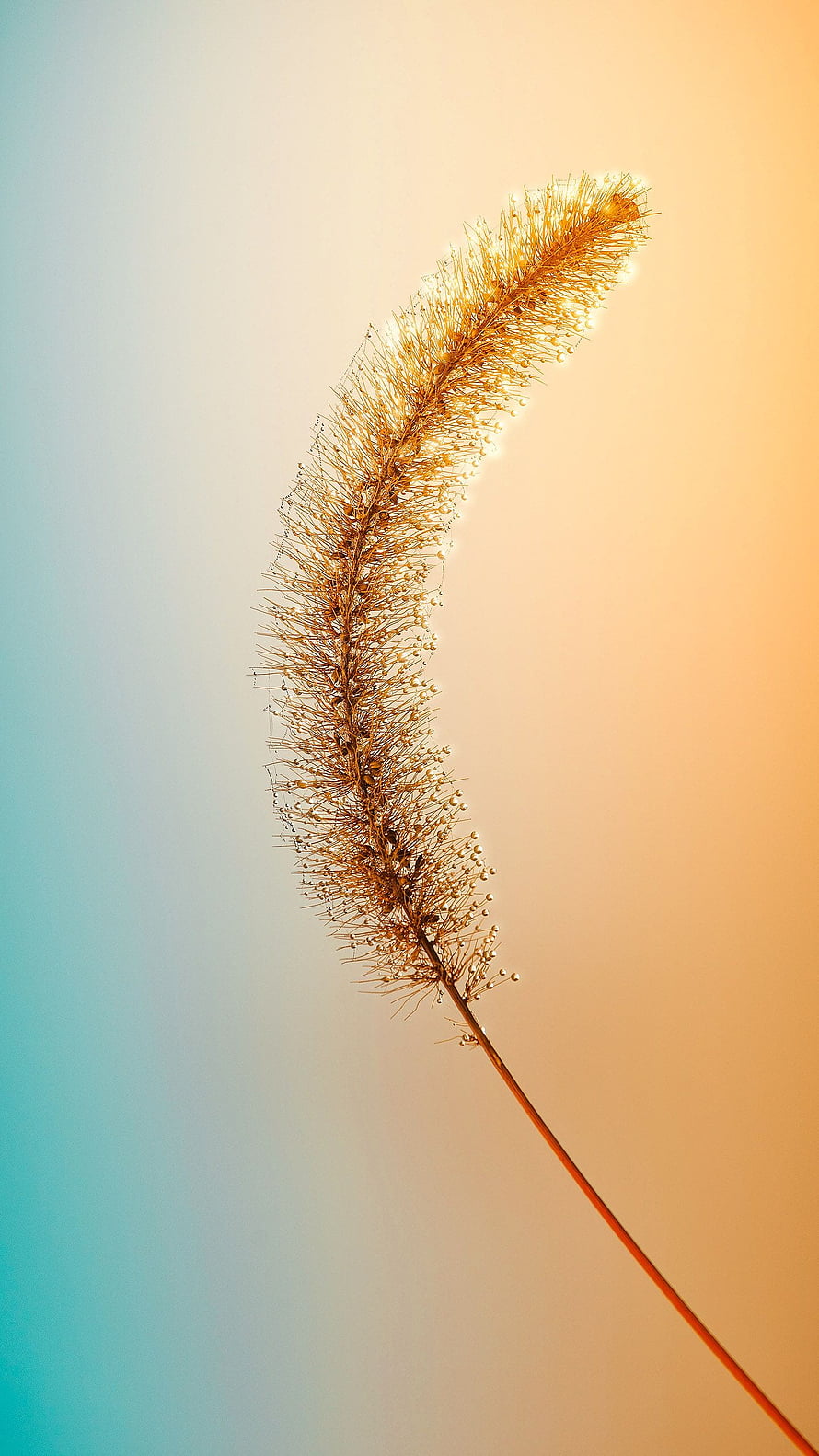 Backlit Wild Grass Seed Head Against Warm Gradient Sky HD phone wallpaper
