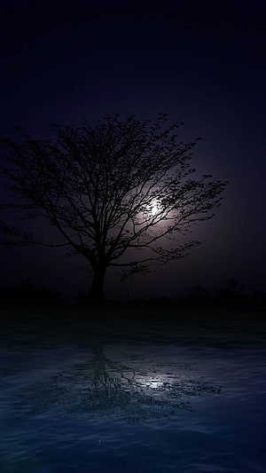 Silhouette of a lone tree against a full moon with a calm water reflection at night HD phone wallpaper