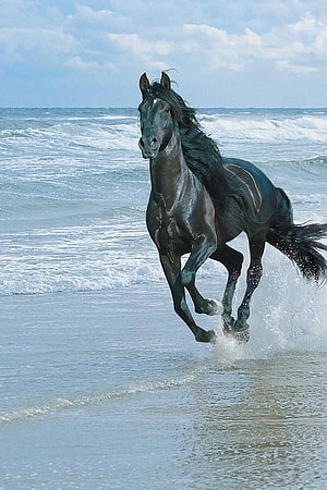 Black Horse Galloping Along the Shoreline with Ocean Waves and Sea Spray HD phone wallpaper