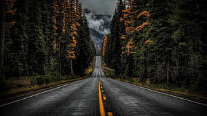 Moody Forest Highway Stretching Through Misty Evergreen Trees HD wallpaper