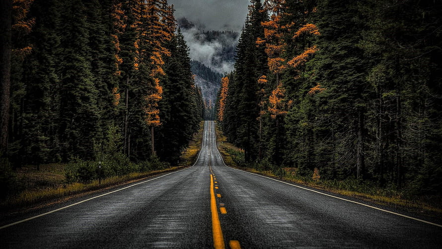 Moody Forest Highway Stretching Through Misty Evergreen Trees HD wallpaper