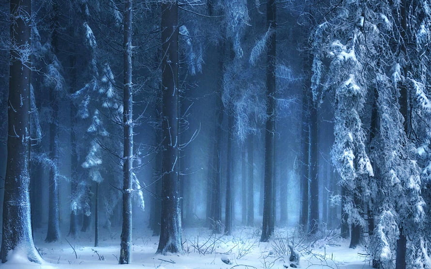 Misty Snow-Covered Pine Forest in Deep Winter Twilight HD wallpaper