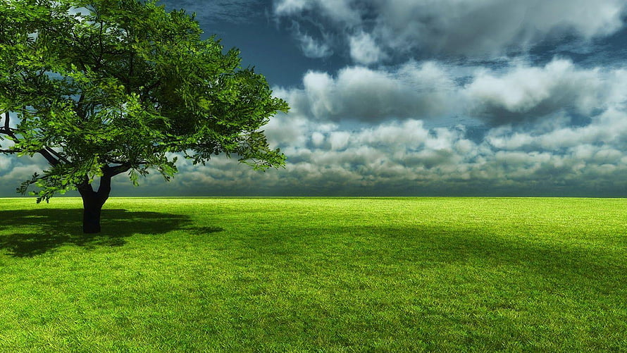 Lone Tree Standing in a Vast Green Meadow Under a Dramatic Cloudy Sky HD wallpaper