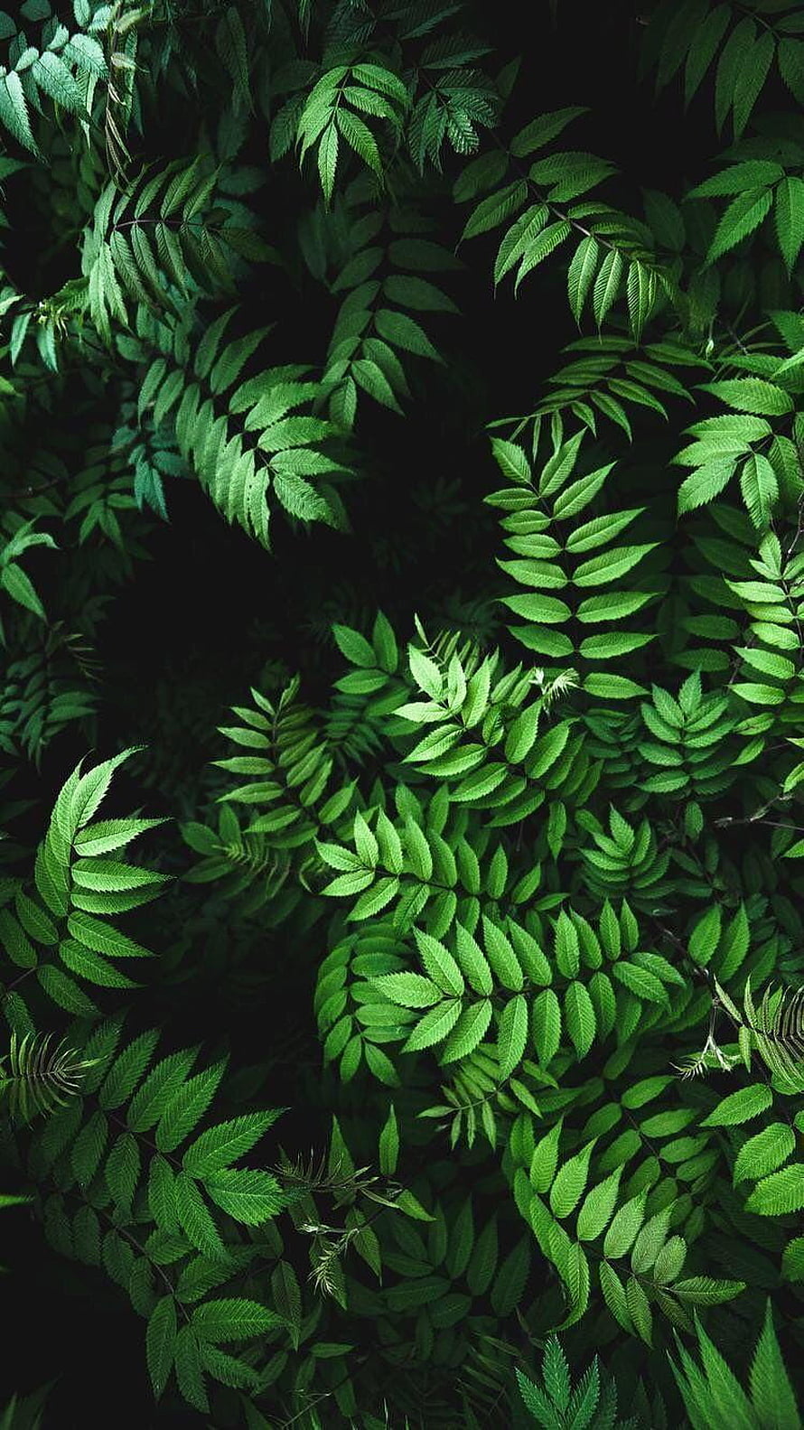 Dark Forest Foliage with Vibrant Green Leaves and Deep Shadows HD phone wallpaper