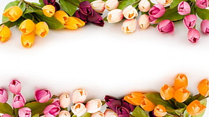 Colorful Tulip Floral Border Frame on White Background HD wallpaper