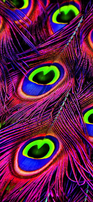 Vibrant Peacock Feather Macro with Neon Purple and Green Eye Patterns HD phone wallpaper