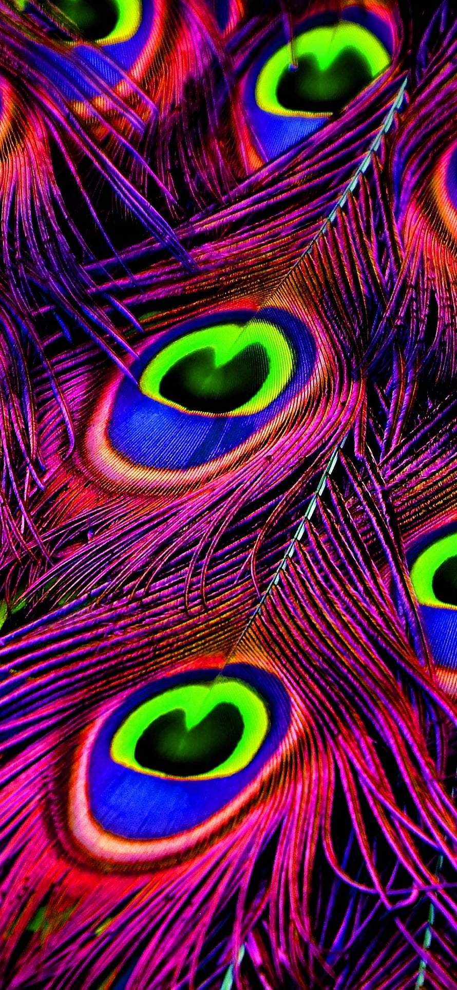 Vibrant Peacock Feather Macro with Neon Purple and Green Eye Patterns HD phone wallpaper