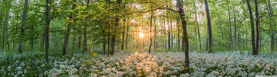 Sunlit Spring Forest Floor Covered In White Wildflowers HD wallpaper