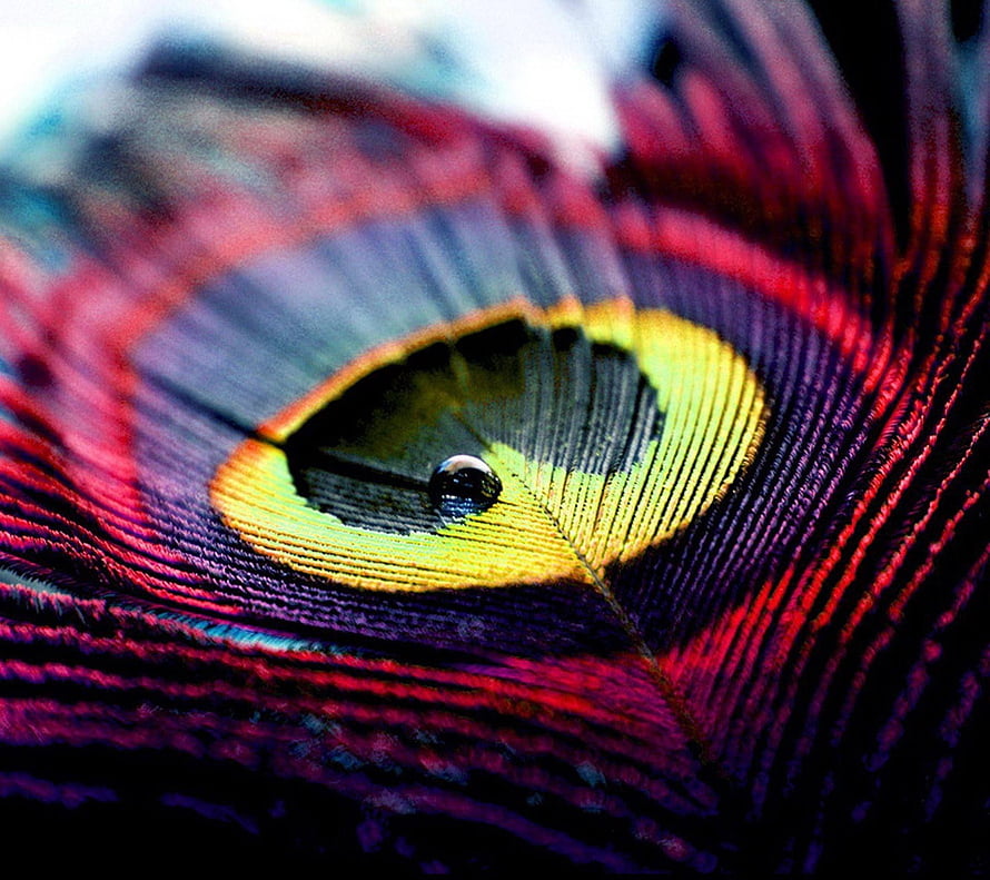 Vibrant Peacock Feather Macro Photography with Iridescent Eye Pattern HD wallpaper