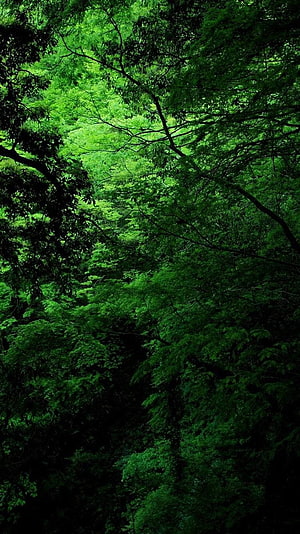 Dense Forest Canopy View Looking Up Through Lush Green Leaves and Branches HD phone wallpaper