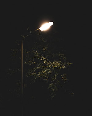 Glowing Street Lamp Illuminating Bamboo Foliage Against a Dark Night Sky HD phone wallpaper