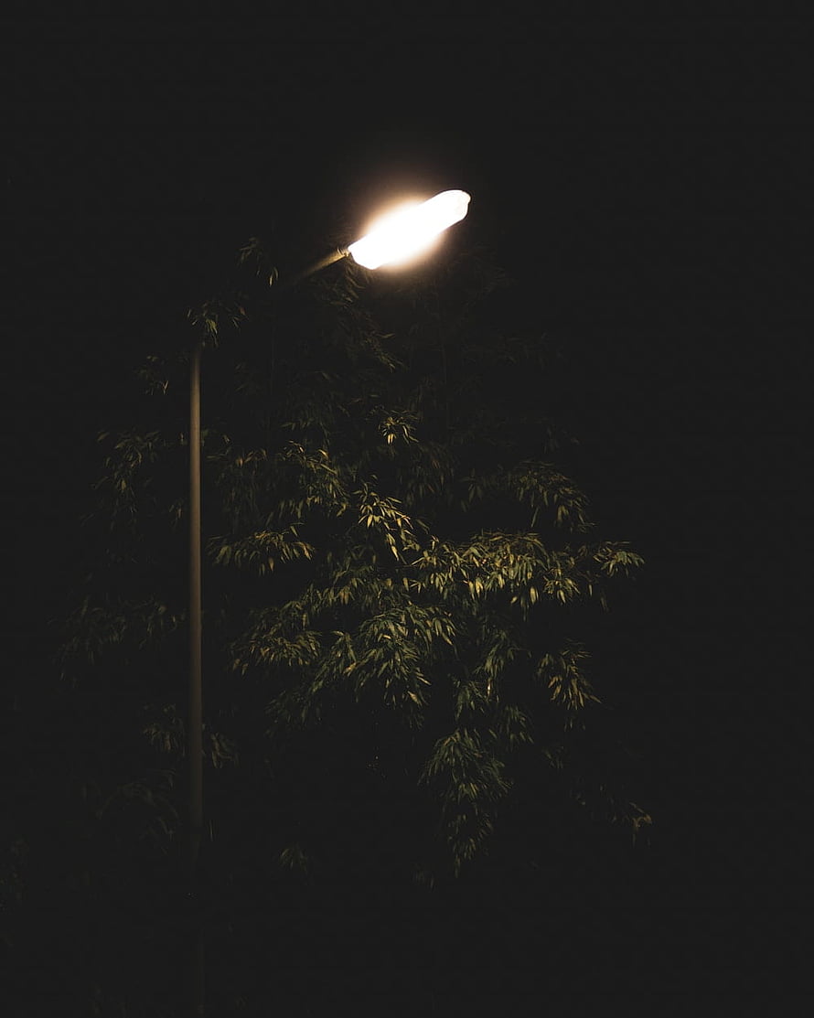 Glowing Street Lamp Illuminating Bamboo Foliage Against a Dark Night Sky HD phone wallpaper