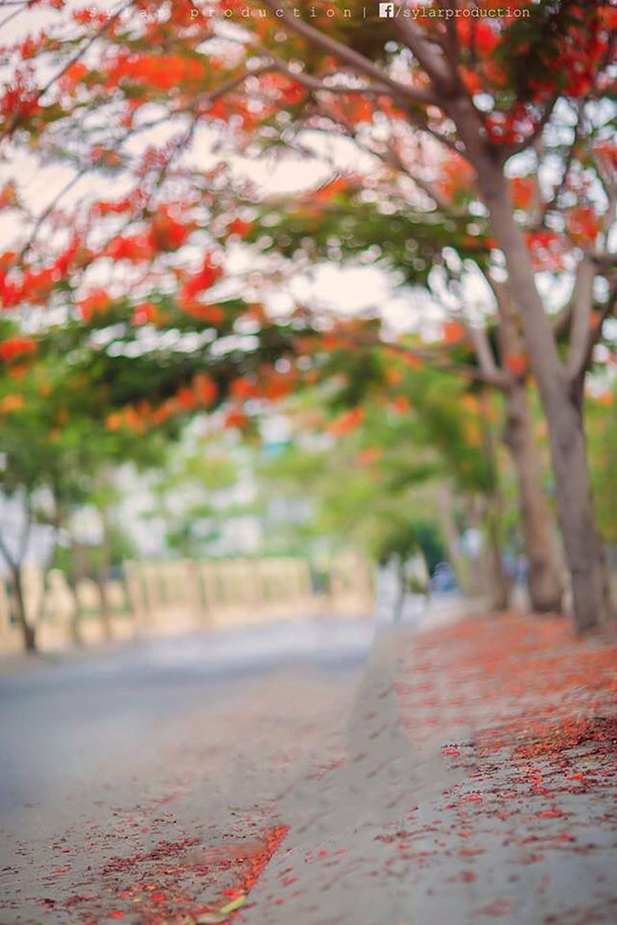 Dreamy Path Lined With Vibrant Red Flowers And Soft Green Foliage HD phone wallpaper