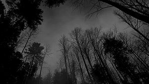 Dark Aesthetic Forest Silhouettes Under a Misty Overcast Sky HD wallpaper