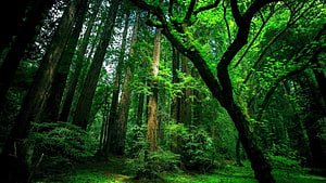 Towering Redwood Forest with Lush Green Canopy and Dappled Sunlight HD wallpaper