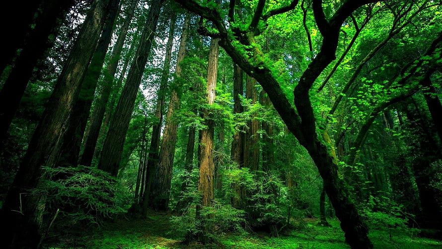 Towering Redwood Forest with Lush Green Canopy and Dappled Sunlight HD wallpaper