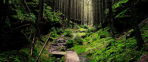Mossy Forest Trail Winding Through Tall Evergreen Trees HD wallpaper
