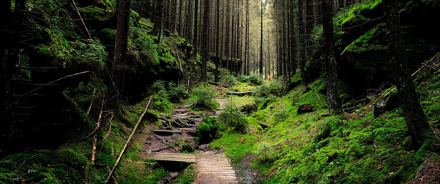 Mossy Forest Trail Winding Through Tall Evergreen Trees HD wallpaper