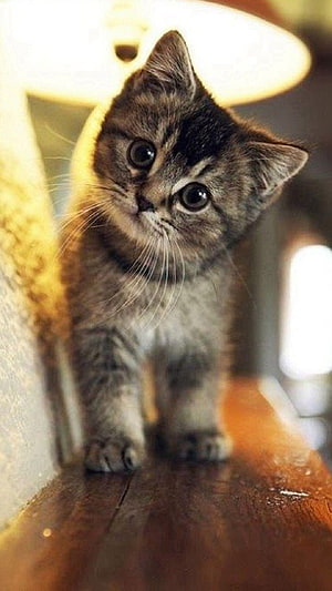 Adorable Gray Tabby Kitten Standing on a Wooden Surface with Large Expressive Eyes HD phone wallpaper