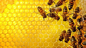 Honey Bees Clustered on Golden Honeycomb Cells in a Beehive HD wallpaper