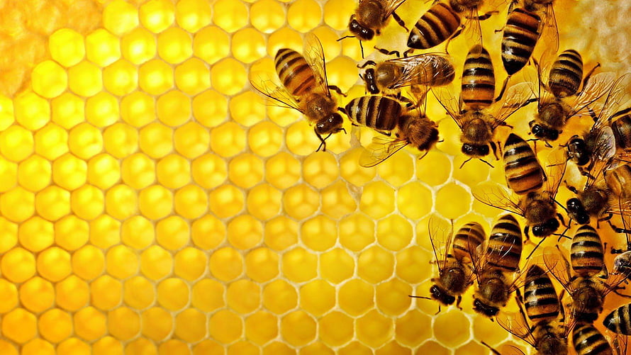 Honey Bees Clustered on Golden Honeycomb Cells in a Beehive HD wallpaper