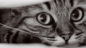 Black and White Close-Up of a Tabby Cat's Intense Eyes and Whiskers HD wallpaper