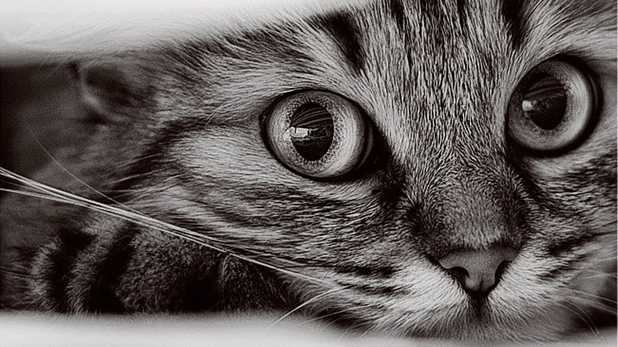 Black and White Close-Up of a Tabby Cat's Intense Eyes and Whiskers HD wallpaper