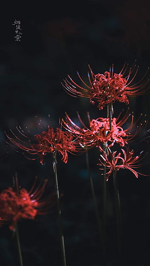 Vibrant Red Higanbana Flowers Against a Dark Moody Background HD phone wallpaper