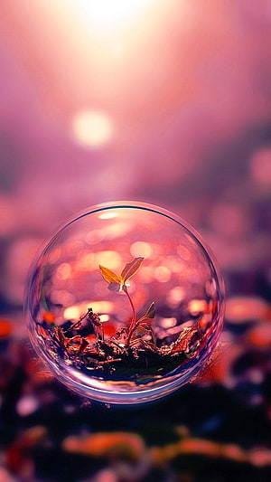 Tiny Seedling Growing Inside a Glass Sphere with Warm Bokeh Background HD phone wallpaper